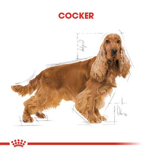 Royal Canin Cocker Adult Yetişkin Köpek Maması 3 Kg