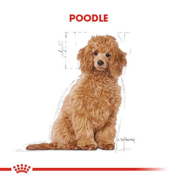 Royal Canin Poodle Junior Yavru Köpek Maması 3 Kg