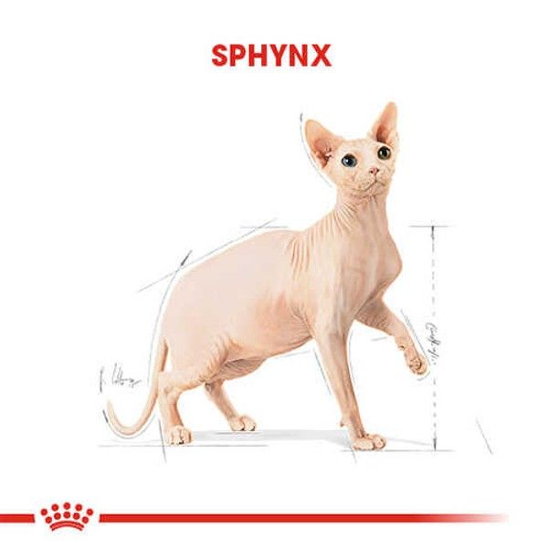 Royal Canin Tüysüz Sphynx Cinsi Yetişkin Kedi Maması 2 Kg