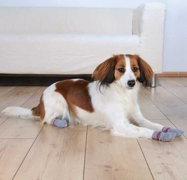 Trixie Köpek Çorabı M-L Golden Retriever